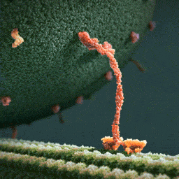 Thực chất đây là hình ảnh một loại protein có tên là Myosin - có chức năng giúp cơ bắp hoạt động.
