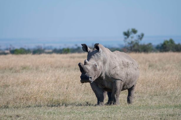  Sudan, một chú tê giác trắng ở phía Bắc, thuộc Trung tâm bảo tồn thiên nhiên Ol Pejeta ở Kenya. 