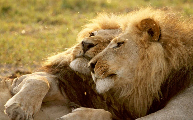  Hai con sư tử đực ve vãn nhau, chúng chỉ là 1 trong số 1500 trường hợp động vật có quan hệ đồng giới trên trái đất 