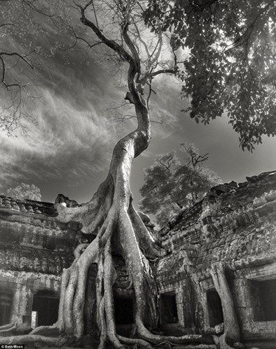 
Một bộ rễ khổng lồ của cây Knia bao phủ ngôi đền Ta Prohm, Siem Reap, Campuchia
