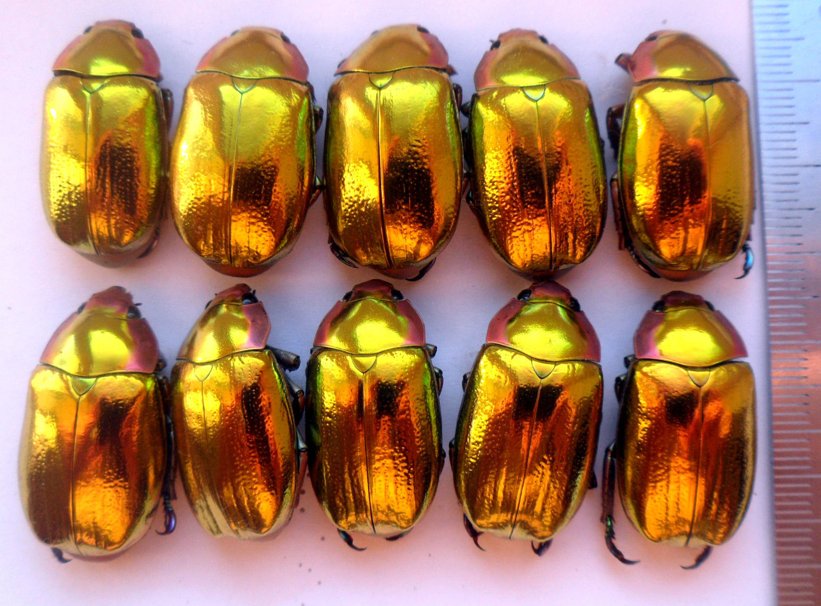  Wow, x&aacute;ch hết đống n&agrave;y ra tiệm kim ho&agrave;n th&ocirc;i 