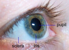  đồng tử (pupil), con ngươi (iris) và lòng trắng (sclera) 