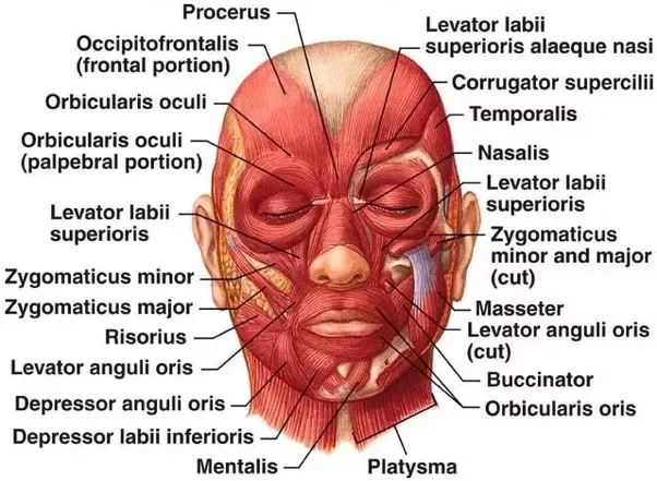  Biểu đồ cơ mặt của con người 