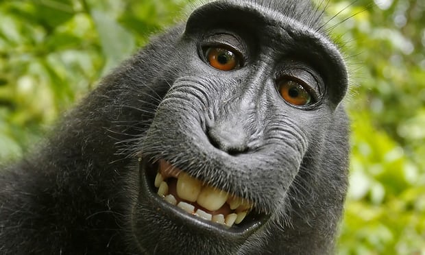  Bức ảnh chú khỉ selfie nổi tiếng của nhiếp ảnh gia người Anh David Slater. 