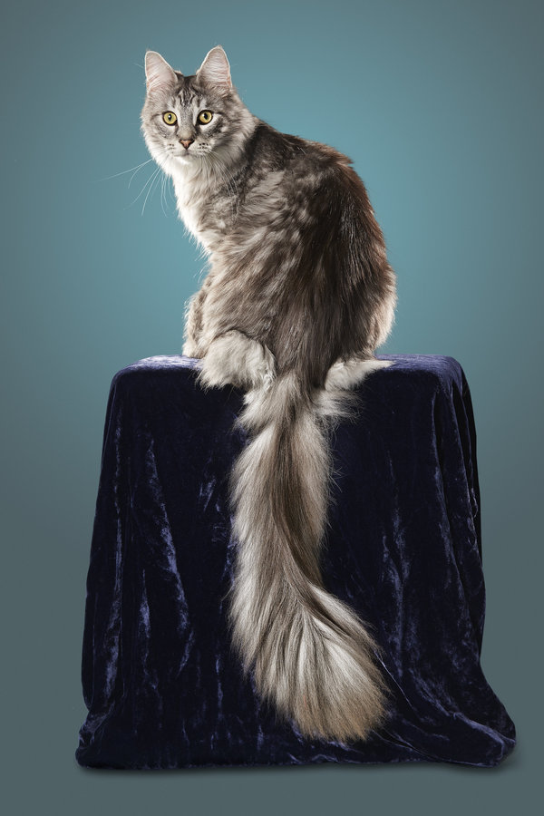 
Cygnus, chú mèo giống Maine Coon ở Michigan có chiếc đuôi dài nhất thế giới: 44,6cm
