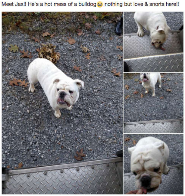 
Một bài đăng trên trang UPS DOGS về cuộc gặp gỡ của một tài xế với Jax, chú chó bull cực nghịch ngợm và tò mò
