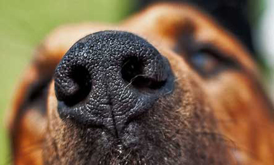  Chó có chiếc mũi cực kỳ nhạy bén, bằng chứng là có tới 300 triệu tế bào khứu giác. 