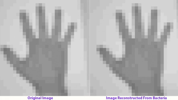  Bên trái là ảnh gốc, bên phải là ảnh tái tạo lại từ vi khuẩn. 
