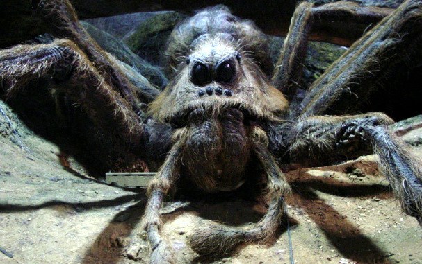  Dễ dàng thấy được những điểm tương đồng giữa Lycosa aragogi và loài nhện khổng lồ Aragog trong Harry Potter. 