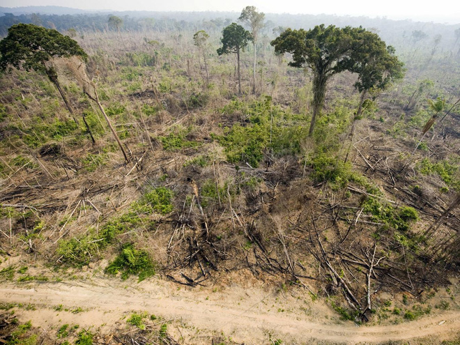 
 

Hơn 20% diện tích rừng Amazon đã bị phá hủy trong những năm gần đây.

 
