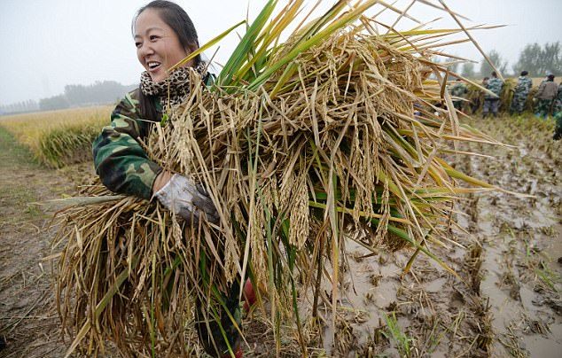  Người dân thu hoạch lúa lai Xiangliangyou 900 