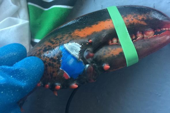 
Chú tôm hùm này được đánh bắt từ bờ biển New Brunswick, Canada và được tìm thấy từ hồi đầu tháng với một hình vẽ kỳ lạ trên phần càng của nó – có hình dạng rất giống với vỏ lon Pepsi.

