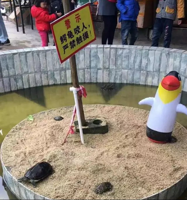Trung Quốc: Mua vé mất 15 tệ vào vườn bách thú, chỉ thấy toàn gà qué và chim cánh cụt bơm hơi - Ảnh 8.