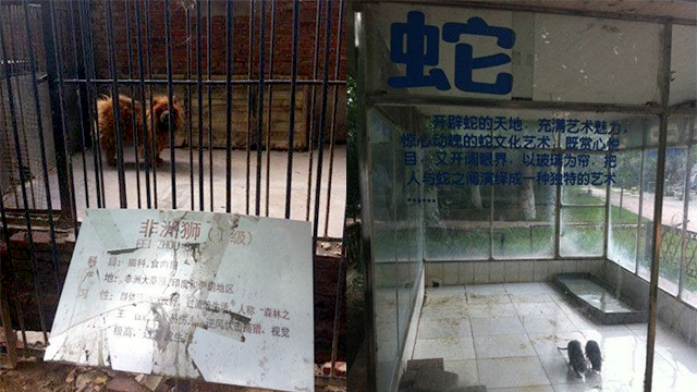 Trung Quốc: Mua vé mất 15 tệ vào vườn bách thú, chỉ thấy toàn gà qué và chim cánh cụt bơm hơi - Ảnh 10.