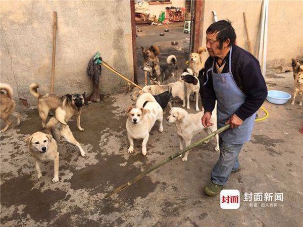 Trung Quốc: Gia đình ly tán, bán hết nhà cửa vì cưu mang 130 con chó bị bỏ rơi - Ảnh 2.