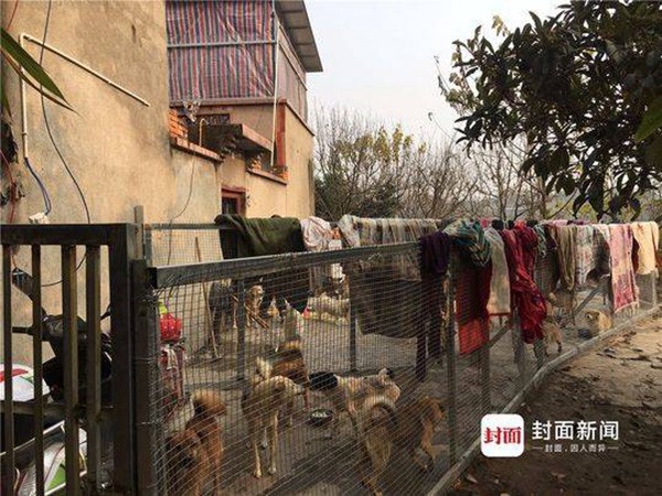 Trung Quốc: Gia đình ly tán, bán hết nhà cửa vì cưu mang 130 con chó bị bỏ rơi - Ảnh 3.