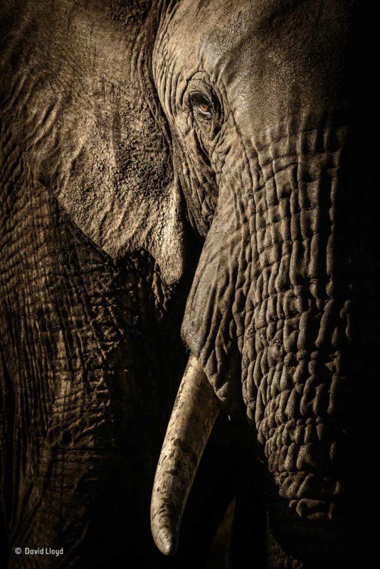  Nhiếp ảnh gia David Lloyd đã chờ cho đàn voi đi dạo đến một hồ nước để chụp được tấm ảnh chân thật và sắc nét này. 