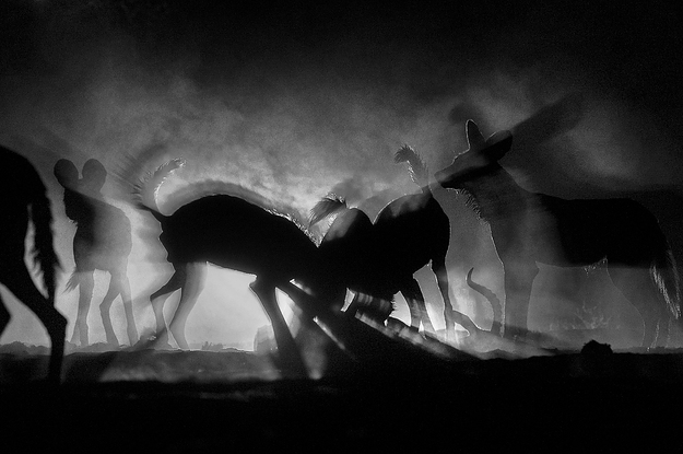  Để bắt được khoảnh khắc này, nhiếp ảnh gia Greg du Toit đã phải nằm bò trên cát, và ánh sáng trong ảnh thực chất là ngọn đuốc của một người cắm trại gần đó. 
