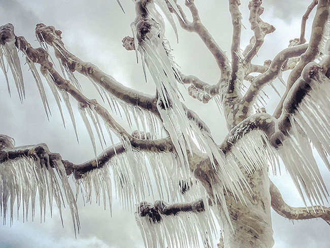  Magali Chesnel, một họa sĩ và nhiếp ảnh gia tự học đến từ Ferney-Voltaire, Pháp, giành giải nhất thể loại ảnh cây cối với tác phẩm chụp một cái cây đóng băng tại Versoix, một thị trấn gần thành phố Genève, Thụy Sĩ. Nhiệt độ tại khu vực cô chụp ảnh xuống tới mức -18 độ C và gió rất mạnh 