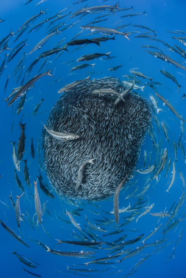  Theo nhiếp ảnh gia Jordi Chias Pujol, bầy cá dày đặc đến mức bạn có thể đưa tay vào bắt dễ dàng. 