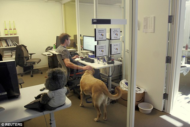  Chú chó quẫy đuôi hạnh phúc trong văn phòng Google Mountain View. 