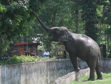 Hàng rào là để bảo vệ voi khỏi... khách thăm quan chứ không phải ngược lại.