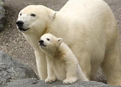 Gấu bắc cực, loài thú ăn thịt lớn nhất hành tinh con trưởng thành chỉ nặng tối đa 700kg.