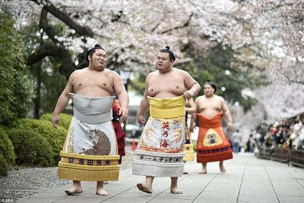 Thế giới u ám của võ sĩ sumo tại Nhật: Không lương, không điện thoại, không bạn gái - Ảnh 7.