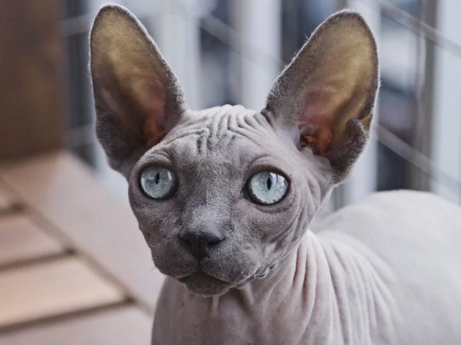  Trang web n&agrave;y cho ph&eacute;p bạn c&oacute; thể d&ugrave;ng AI để n&acirc;ng chất lượng ảnh - Ảnh 9.