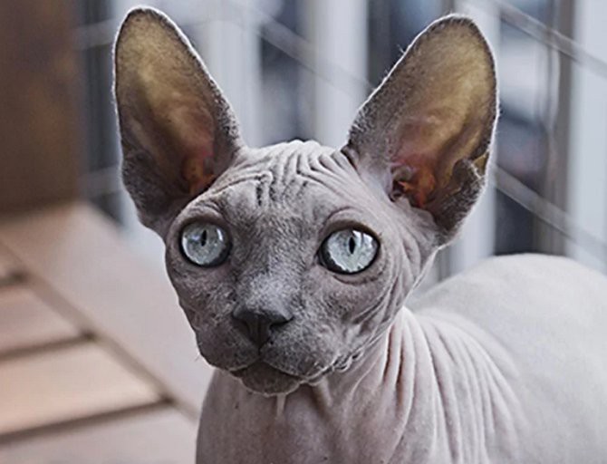  Trang web n&agrave;y cho ph&eacute;p bạn c&oacute; thể d&ugrave;ng AI để n&acirc;ng chất lượng ảnh - Ảnh 10.