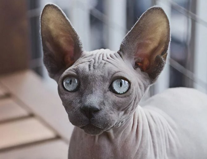  Trang web n&agrave;y cho ph&eacute;p bạn c&oacute; thể d&ugrave;ng AI để n&acirc;ng chất lượng ảnh - Ảnh 11.