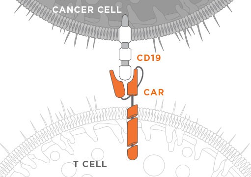  Cảm ứng tế bào, cơ chế cho phép nhận diện tế bào ung thư và tiêu diệt chúng 