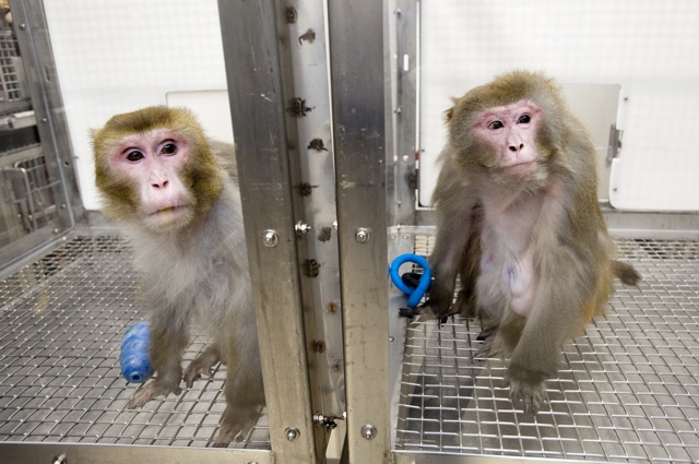  Những con khỉ đã tham gia vào nghiên cứu này 26 năm 
