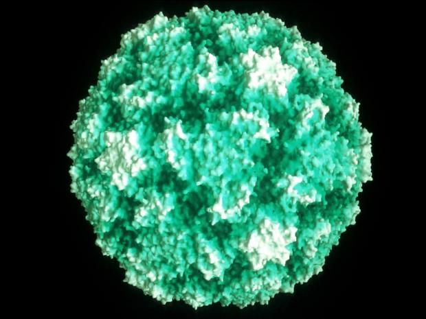 Virus rất dễ biến đổi để thoát khỏi hoạt động của hệ miễn dịch