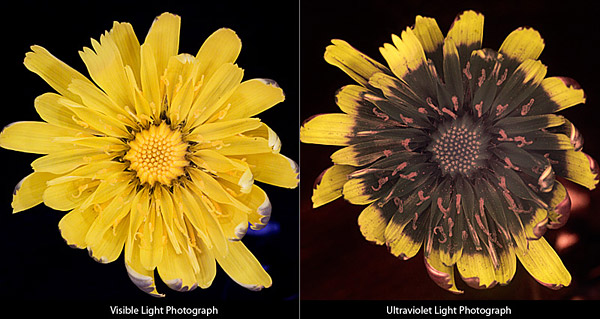  Hoa bồ công anh - Bên trái là dưới ánh sáng thường còn bên phải là dưới ánh sáng cực tím. 
