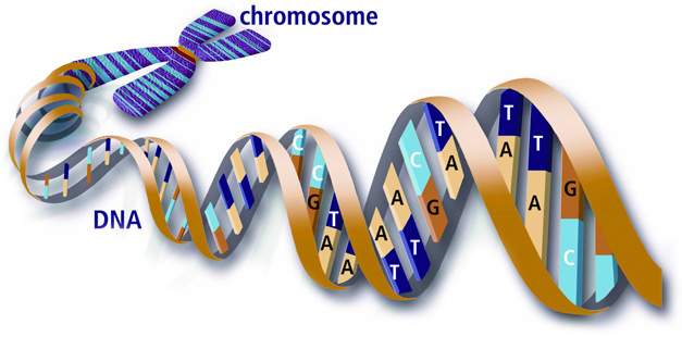  Nấm men tự nhiên chỉ có 16 cặp nhiễm sắc thể, tại sao các nhà khoa học nói họ tạo ra được tới 17? 
