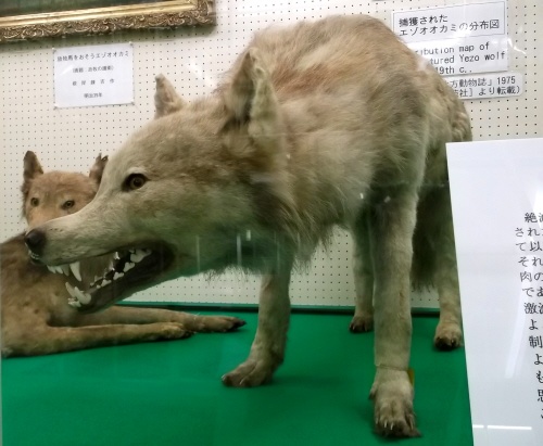  Những gì còn lại của loài sói Hokkaido là ở trong viện bảo tàng. 