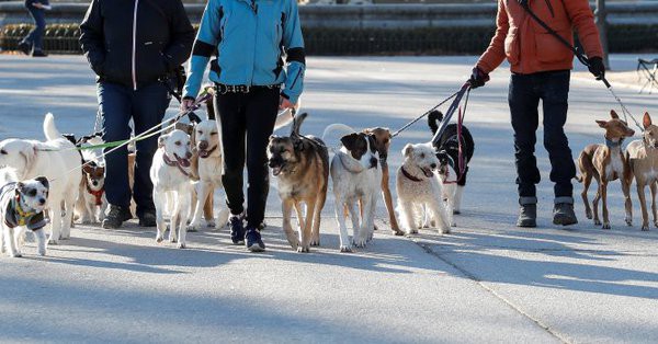 Softbank đầu tư 300 triệu USD vào startup cung cấp dịch vụ dắt chó đi dạo - Ảnh 1.
