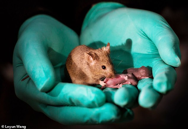 Các nhà khoa học Trung Quốc tạo ra được chuột con từ 2 con chuột cái, không cần đến con đực - Ảnh 1.