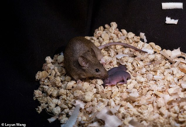 Các nhà khoa học Trung Quốc tạo ra được chuột con từ 2 con chuột cái, không cần đến con đực - Ảnh 3.