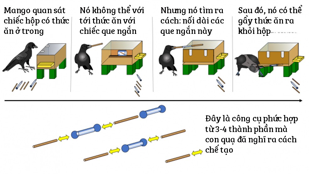 Chuyện con quạ nhặt sỏi uống nước l&agrave; c&oacute; thật, v&agrave; cũng kh&ocirc;ng ngạc nhi&ecirc;n nếu n&oacute; d&ugrave;ng ống h&uacute;t đ&acirc;u - Ảnh 3.