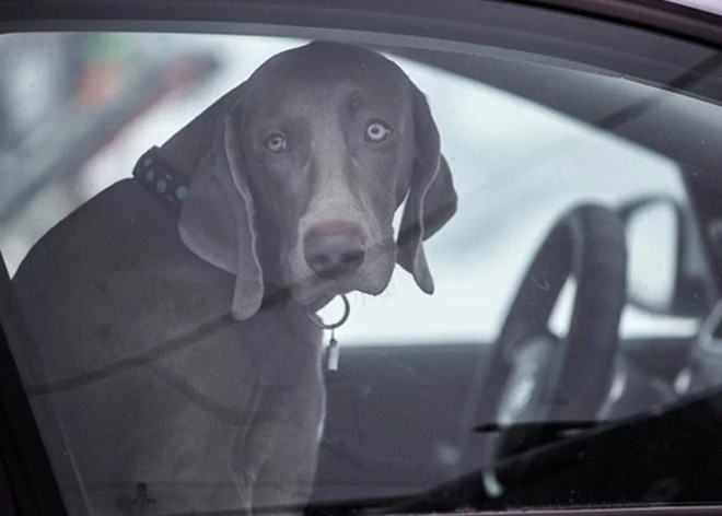 Tesla sẽ sớm có chế độ Dog mode nhằm tránh những chú cún nhà bạn bị chết oan trong xe - Ảnh 1.