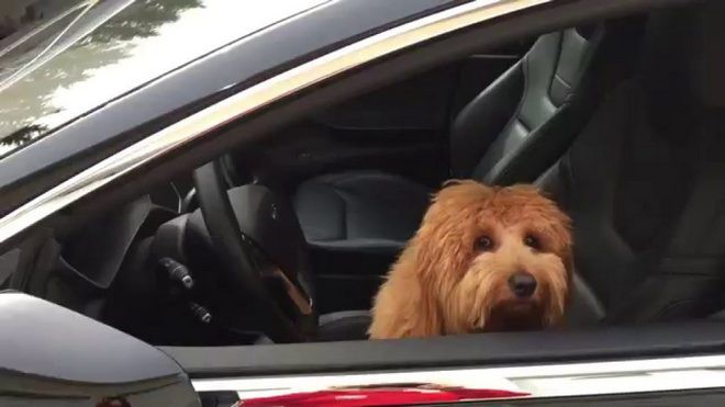 Tesla sẽ sớm có chế độ Dog mode nhằm tránh những chú cún nhà bạn bị chết oan trong xe - Ảnh 2.