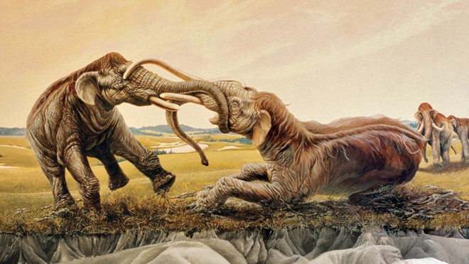 Trận tử chiến cuối cùng: 2 con ma-mút đực đánh lộn cắm ngà vào nhau rồi cùng hóa thạch suốt 12.000 năm - Ảnh 1.
