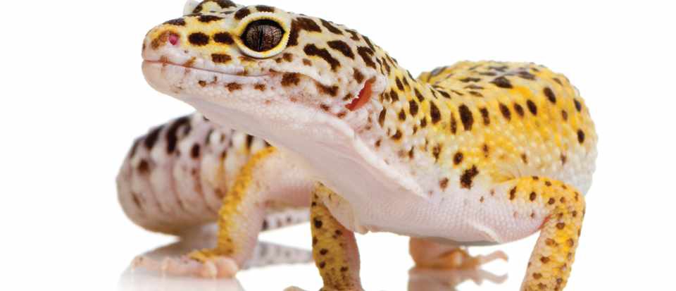 Thiên nhiên kỳ diệu: Tắc kè không chỉ mọc lại đuôi, chúng còn tái tạo được cả não bộ - Ảnh 1. Thiên nhiên kỳ diệu: Tắc kè không chỉ mọc lại đuôi, chúng còn tái tạo được cả não bộ - Ảnh 1.