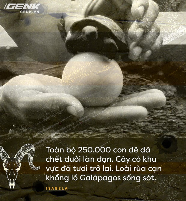 Dự án Isabela: dùng trực thăng và súng máy để cứu sống loài rùa cạn khổng lồ khỏi tuyệt chủng - Ảnh 8.
