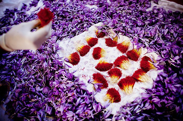 Bí mật thú vị của saffron - gia vị đắt nhất thế giới gần 1 tỷ/kg từng được Nữ hoàng Ai Cập dùng dưỡng nhan sắc - Ảnh 4.