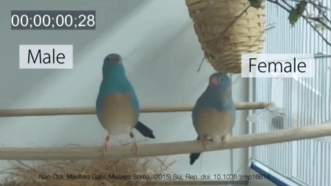 Cùng tận mắt chiêm ngưỡng vũ điệu vô hình của loài chim di xanh: 0,065 giây nhảy được 3 bước - Ảnh 2.