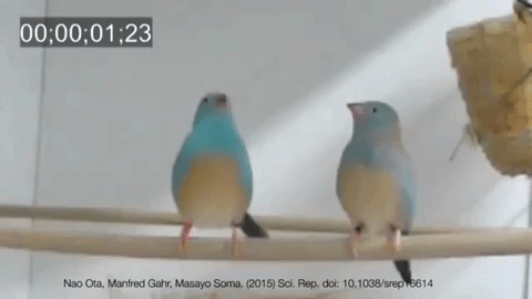 Cùng tận mắt chiêm ngưỡng vũ điệu vô hình của loài chim di xanh: 0,065 giây nhảy được 3 bước - Ảnh 3.