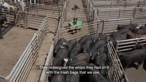 Con robot cầm hai túi rác phe phẩy để lùa bò này chính là cứu tinh cho các nhân viên tại nông trường Mỹ - Ảnh 1.